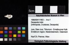 Foto (Objket + Etiketten) von Decapoda indet. 